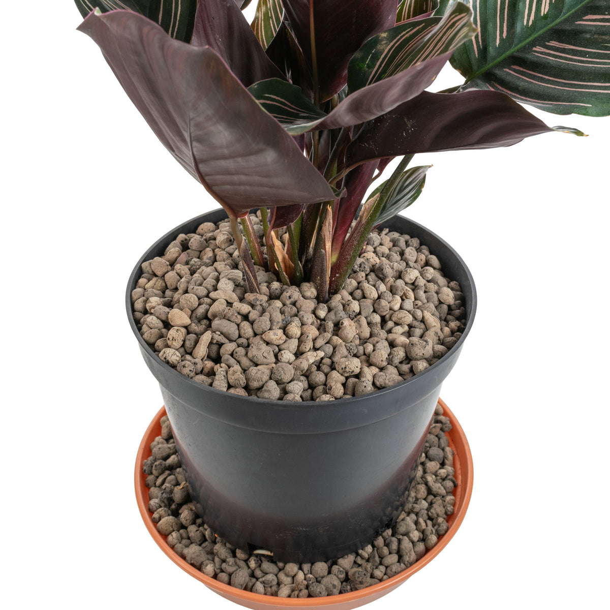 Expanded Clay Aggregate, KERAMZYT, Grade 4-8mm for Home and Garden Use
