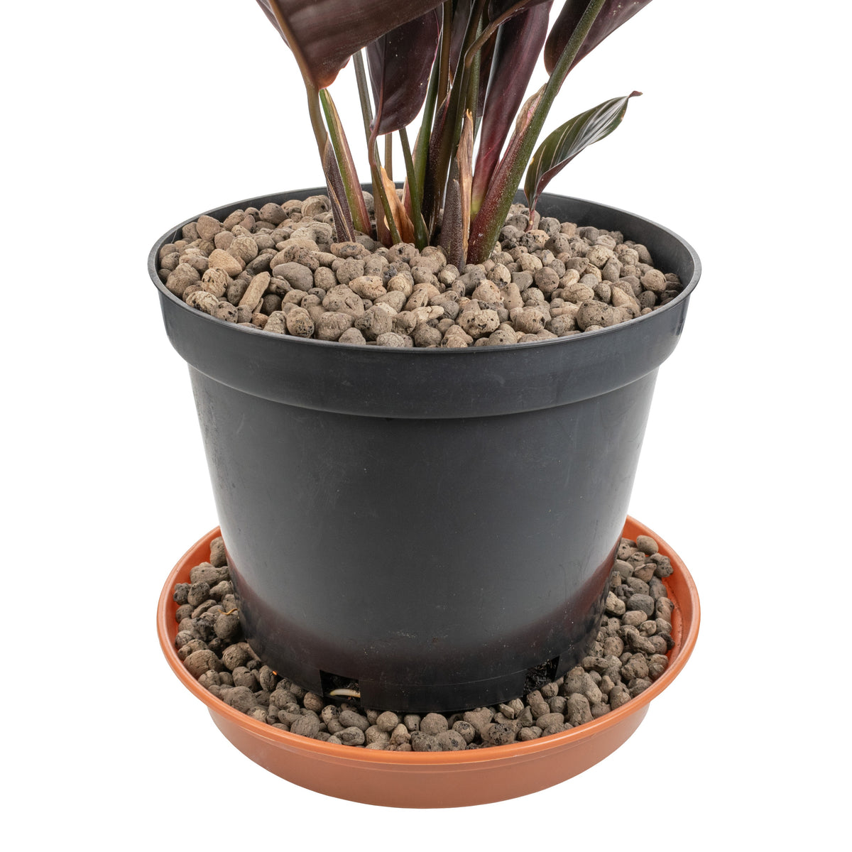 Expanded Clay Aggregate, KERAMZYT, Grade 4-8mm for Home and Garden Use