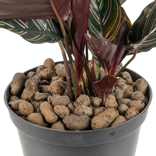 Expanded Clay Aggregate, KERAMZYT, Grade 8-16mm for Micro Watering System