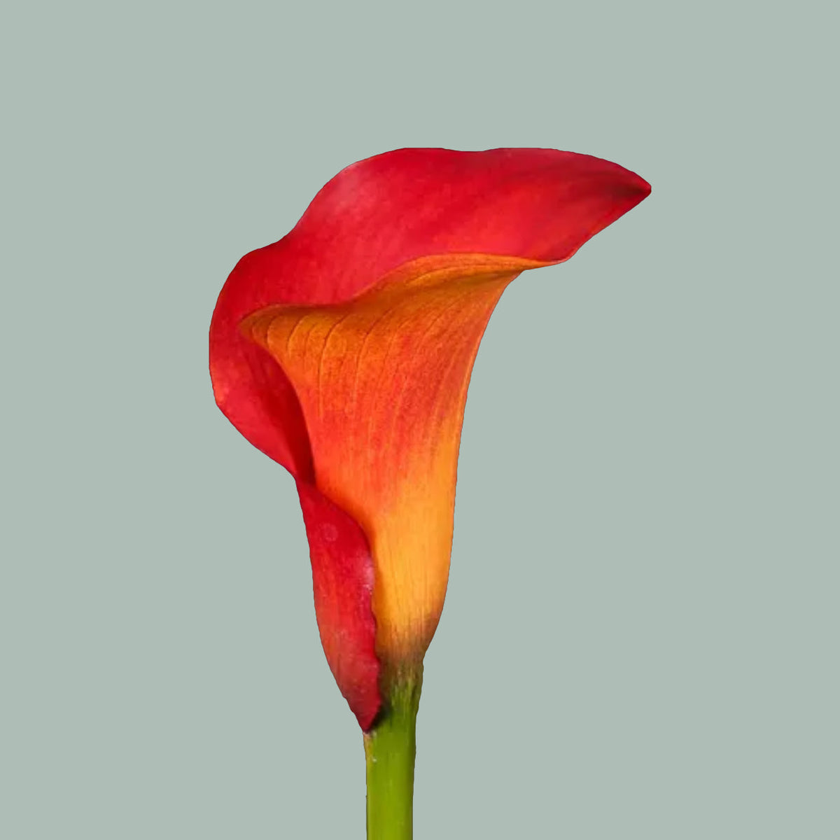 Calla Lily Captain Trinity