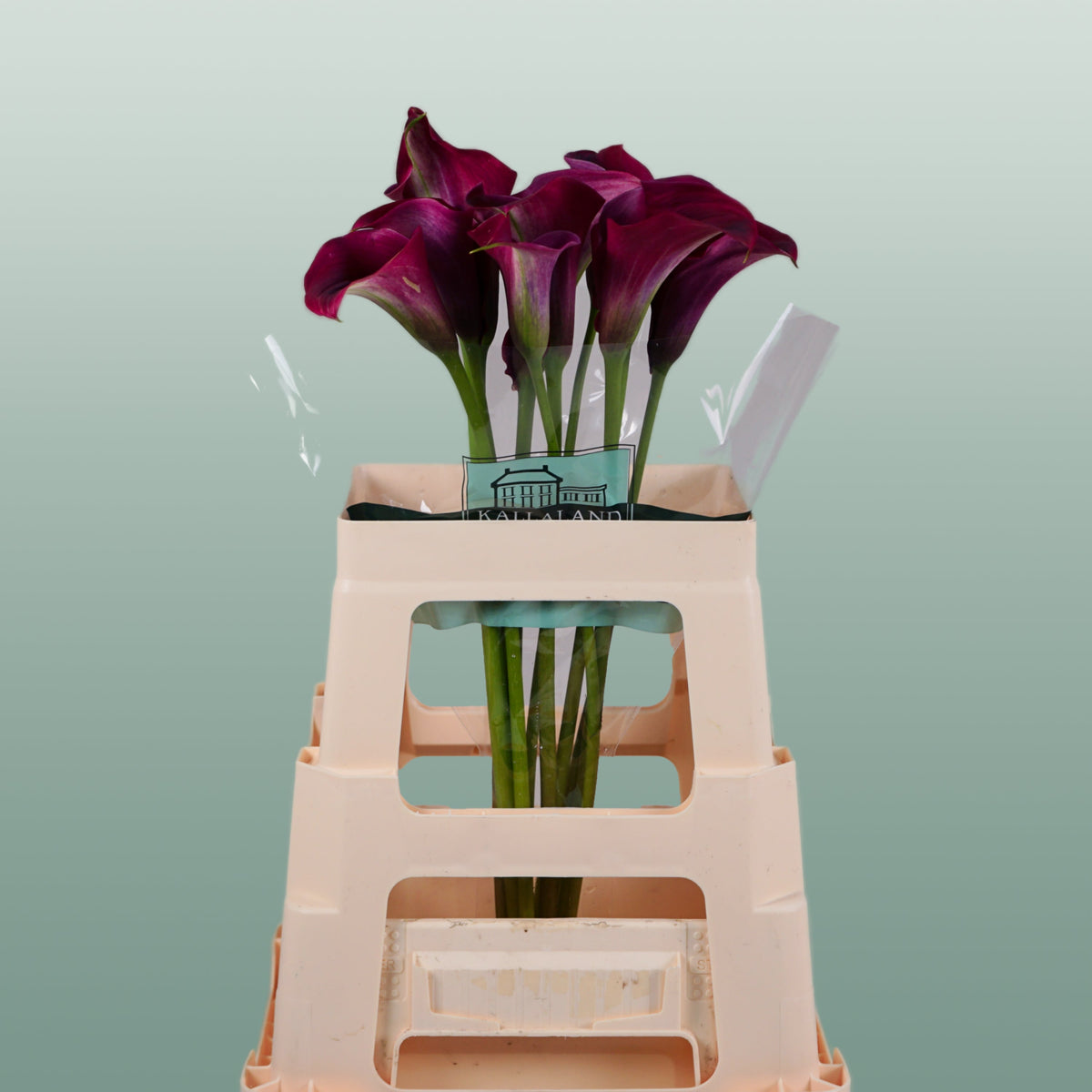 Calla Lily Captain Promise