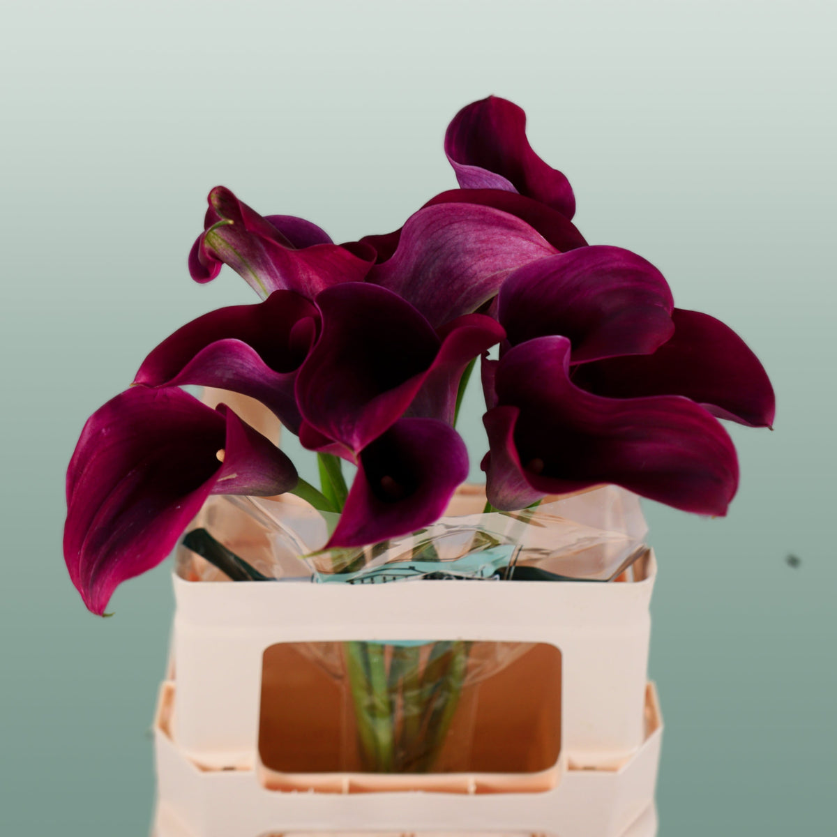 Calla Lily Captain Promise