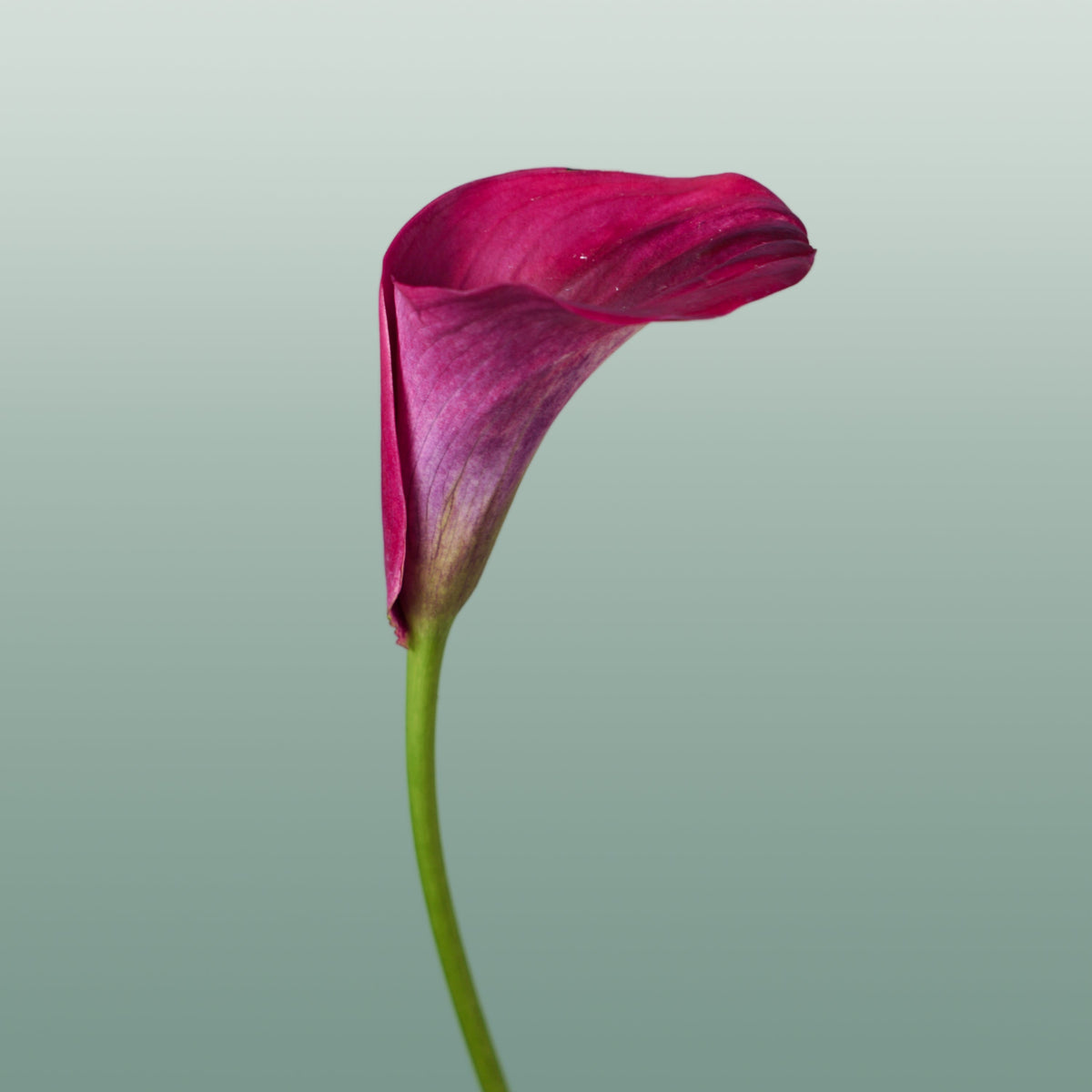 Calla Lily Captain Promise