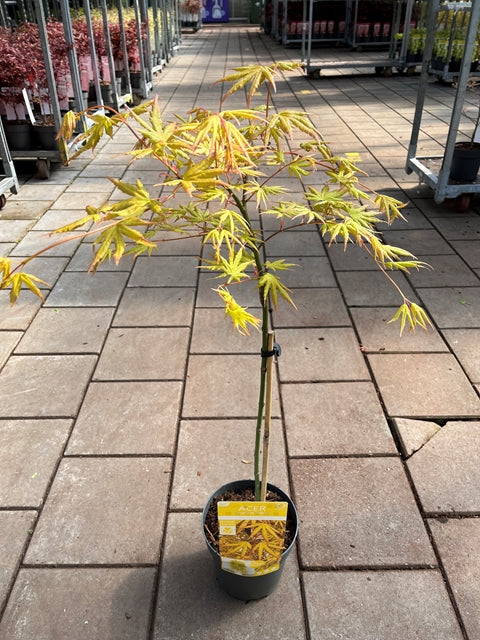 Acer palmatum 'Cascade Citrine' Standard (100cm)