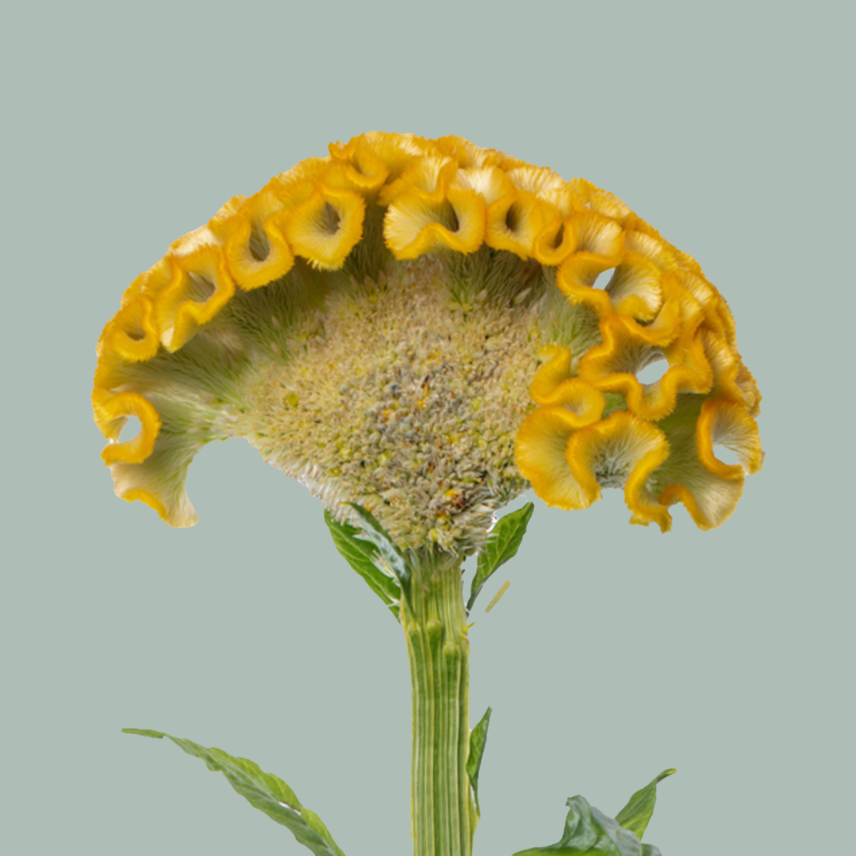 Celosia Act Inca