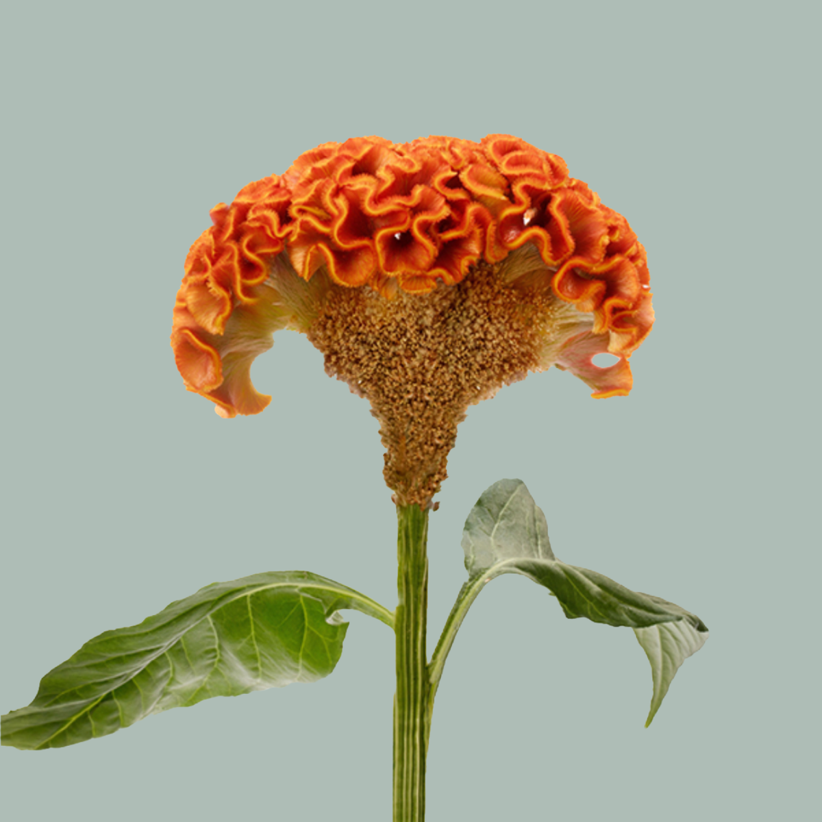Celosia Act Zara