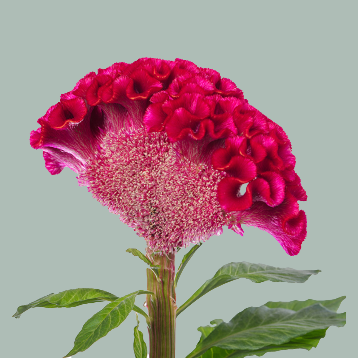 Celosia Act Dara