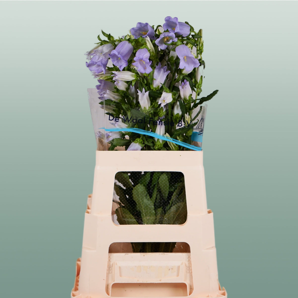 Bellflower - Campanula - Champion Lavender