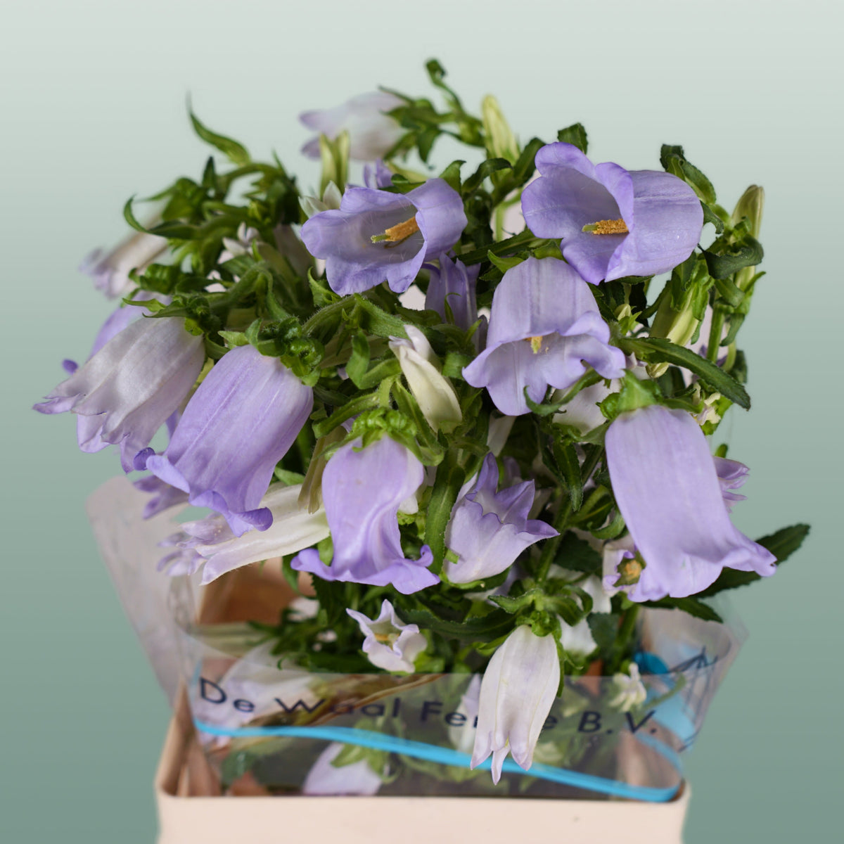 Bellflower - Campanula - Champion Lavender