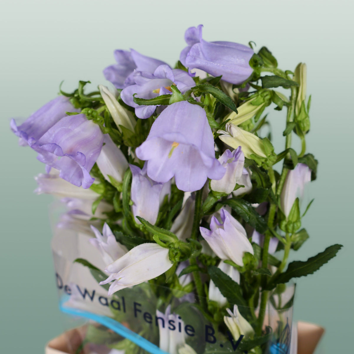 Bellflower - Campanula - Champion Lavender