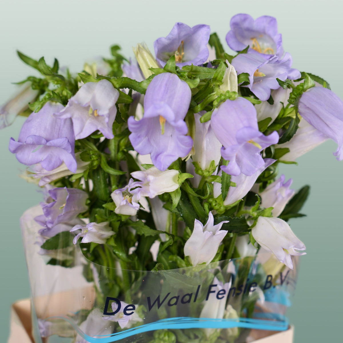 Bellflower - Campanula - Champion Lavender