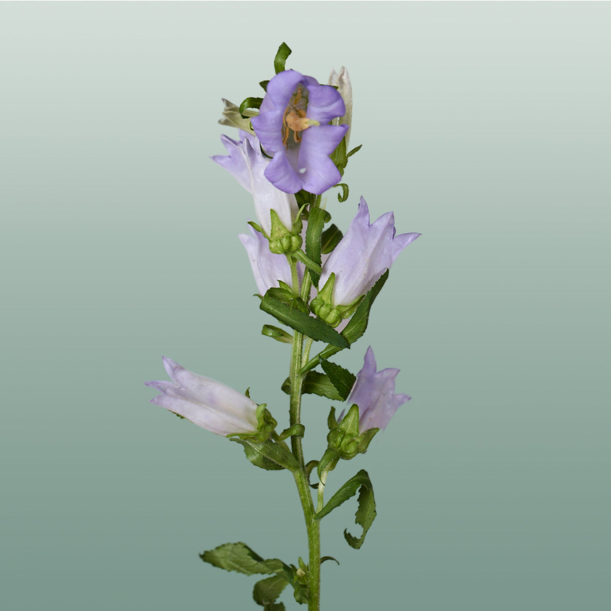 Bellflower - Campanula - Champion Lavender