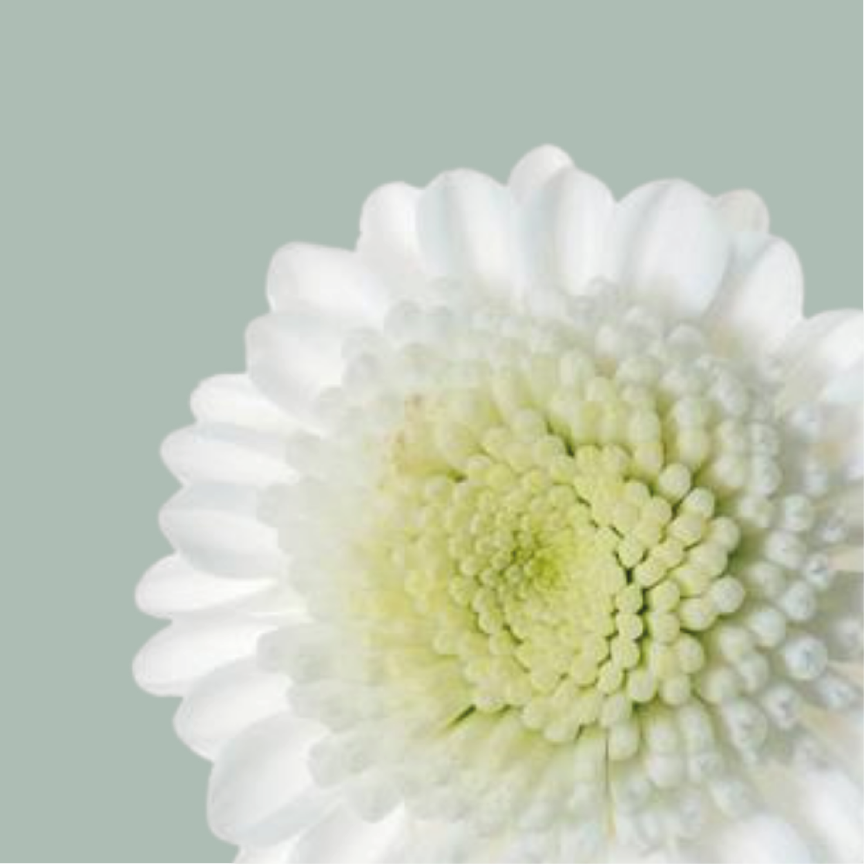 Chrysanthemum Spray Stallion White