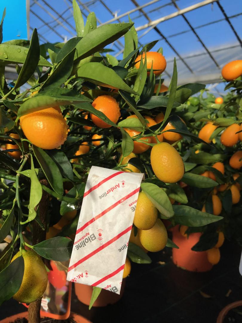 Slow release sachets for Red Spider Mite (Amblyseius Andersoni)