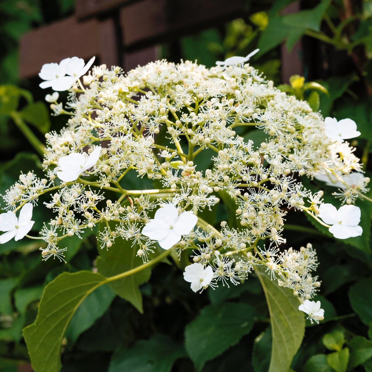 Climbing Hydrangea 'Hydrangea petiolaris' 1.5L (60-70cm)