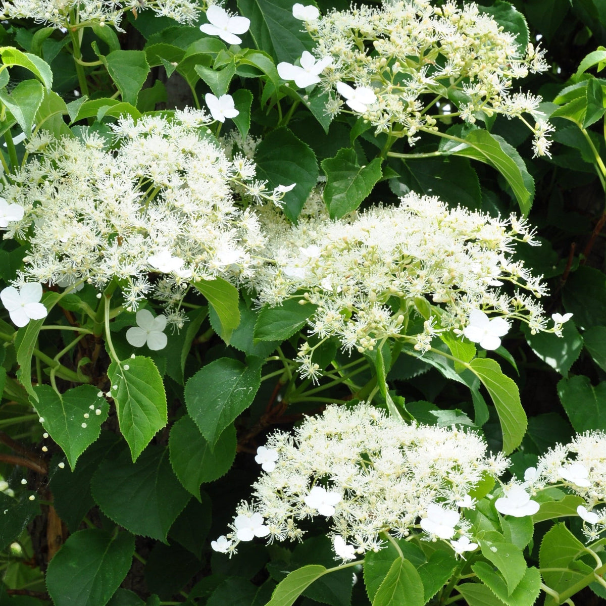 Climbing Hydrangea 'Hydrangea petiolaris' 1.5L (60-70cm)