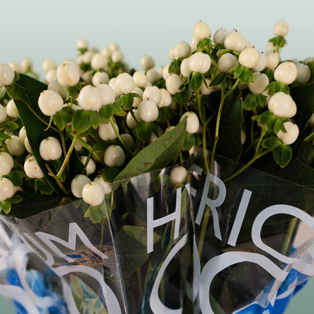 Hypericum Coco Uno