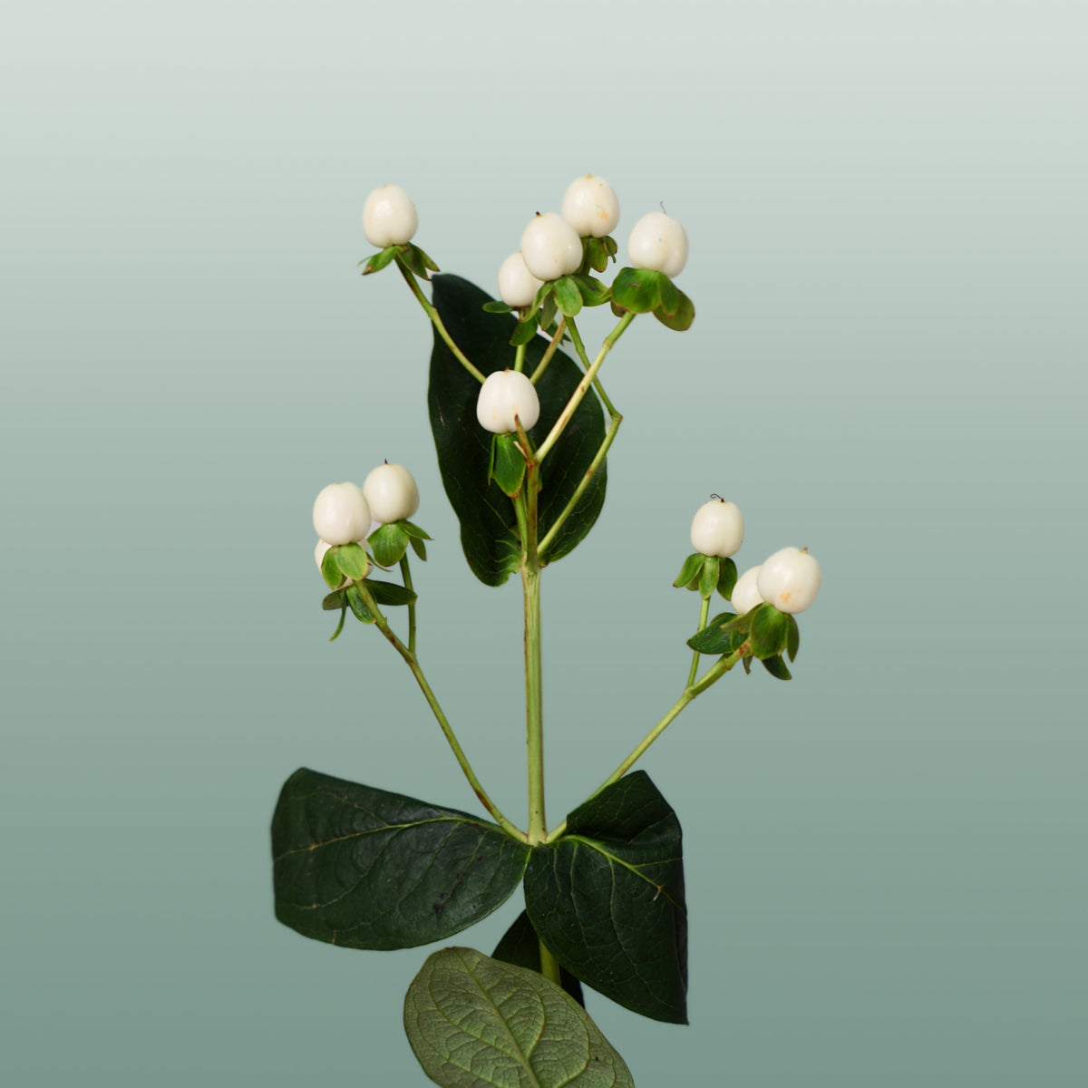 Hypericum Coco Uno