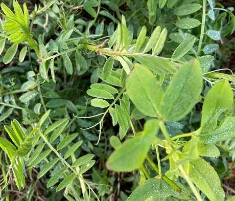 N-Joy Nitrogen-Fixing Cover Crop Seed Mix | Vetch, Clover & Chicory Blend