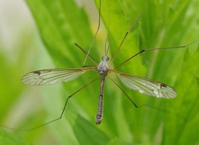 Leatherjacket Nematodes
