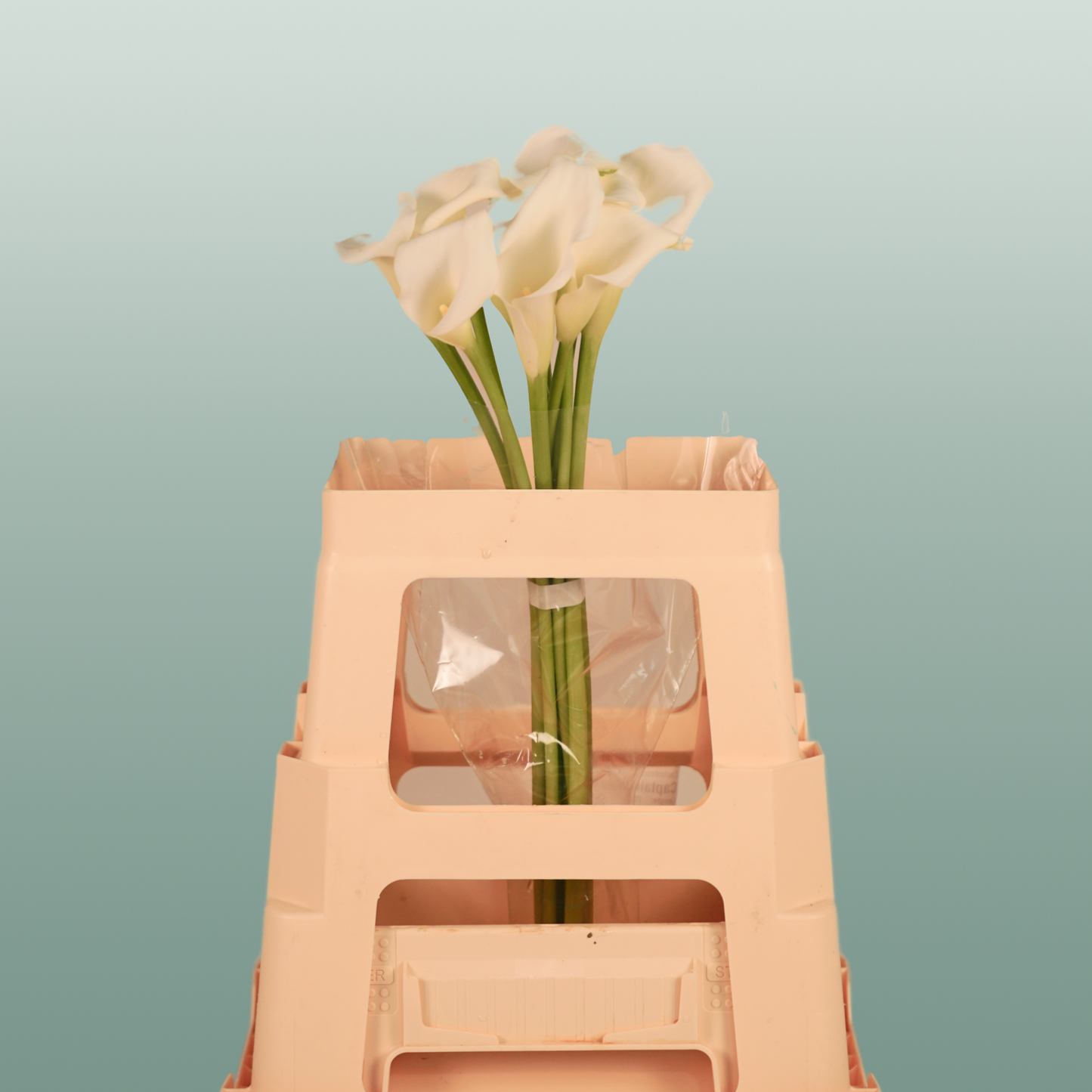 Calla Crystal Blush