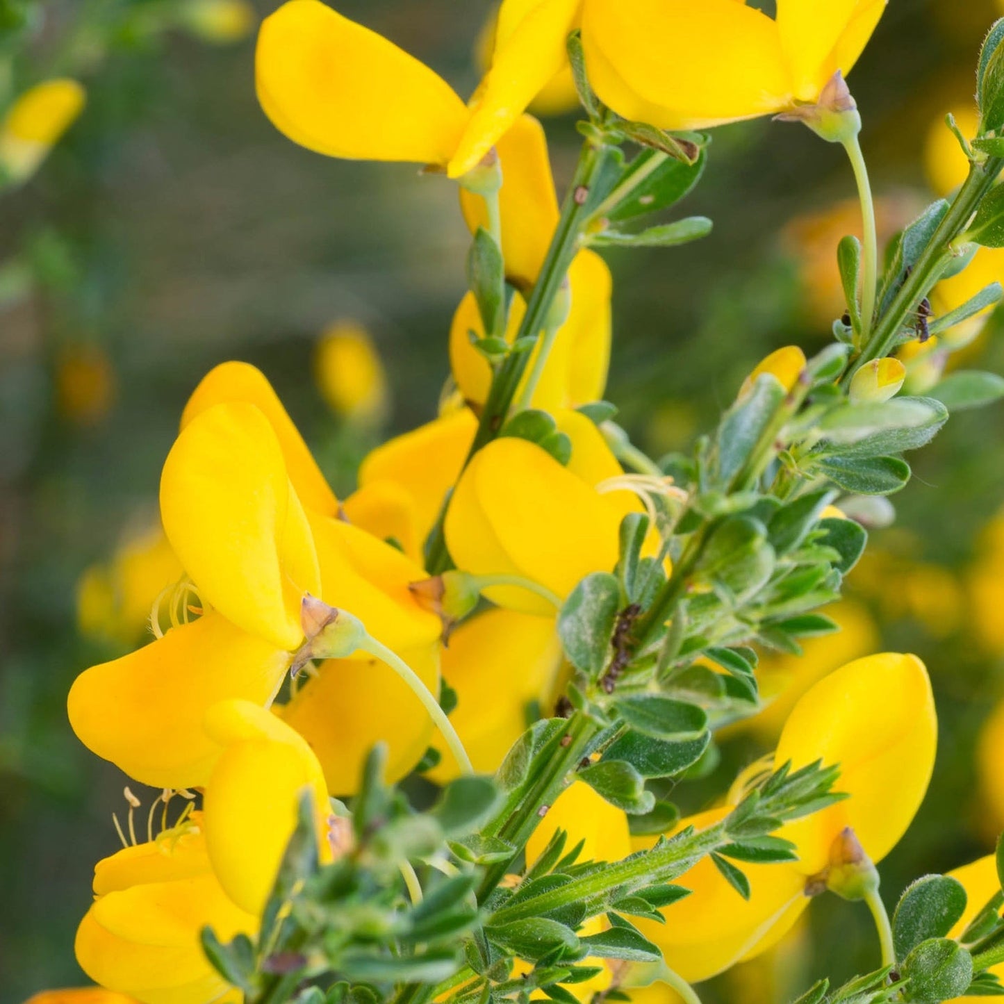 3 x Cytisus 2L