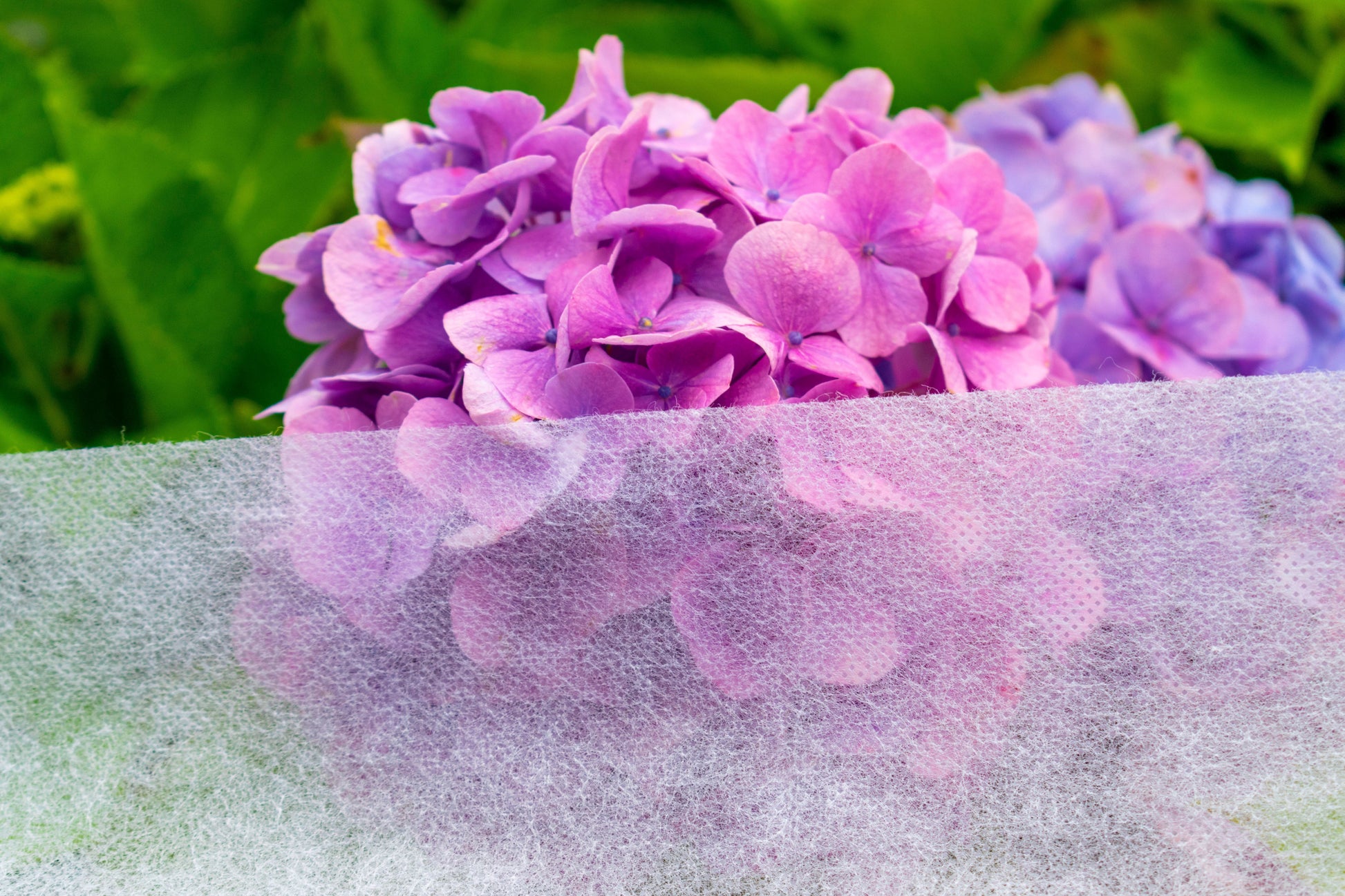 30g Non-Woven Frost Protect Fleece 3.2m x 5m