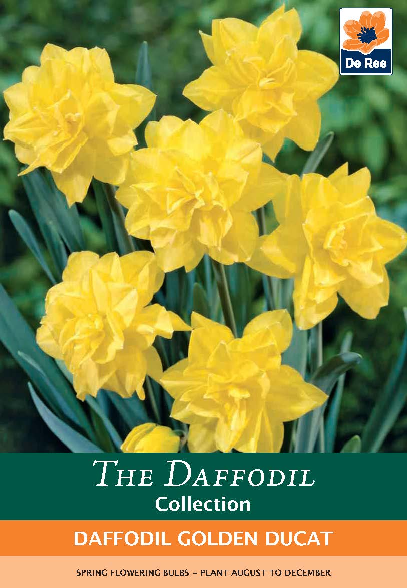 Daffodil 'Golden Ducat' (5 Bulbs)
