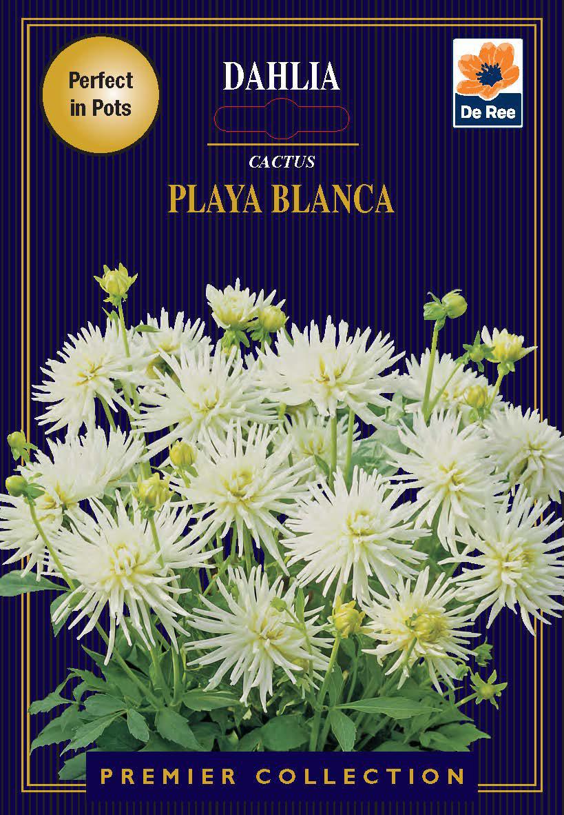 Dahlia | Cactus | Playa Blanca (1 Tuber)
