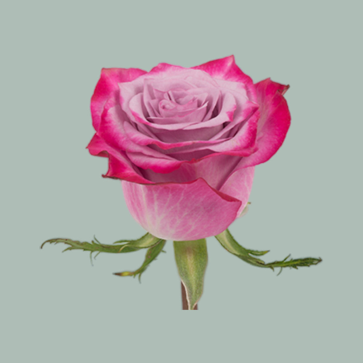 Rose Deep Purple