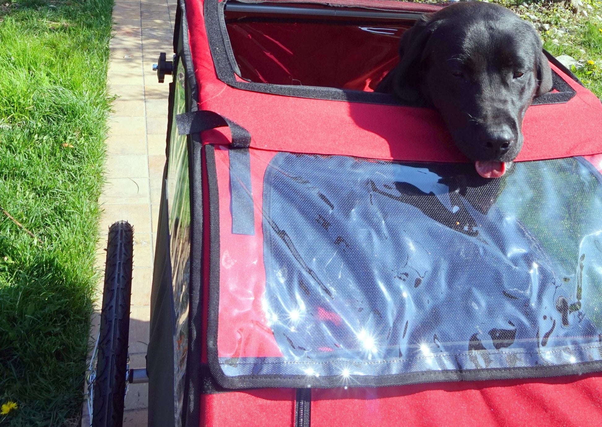 Bellelli Dog Bicycle Trailer with Jogging Kit