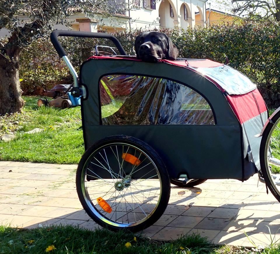 Bellelli Dog Bicycle Trailer with Jogging Kit