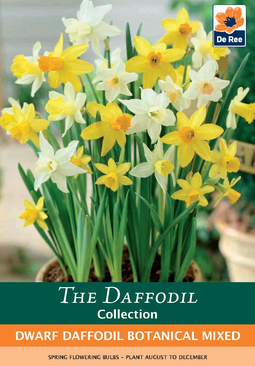 Dwarf Daffodil Botanical Mixed Bulbs (7 Bulbs)