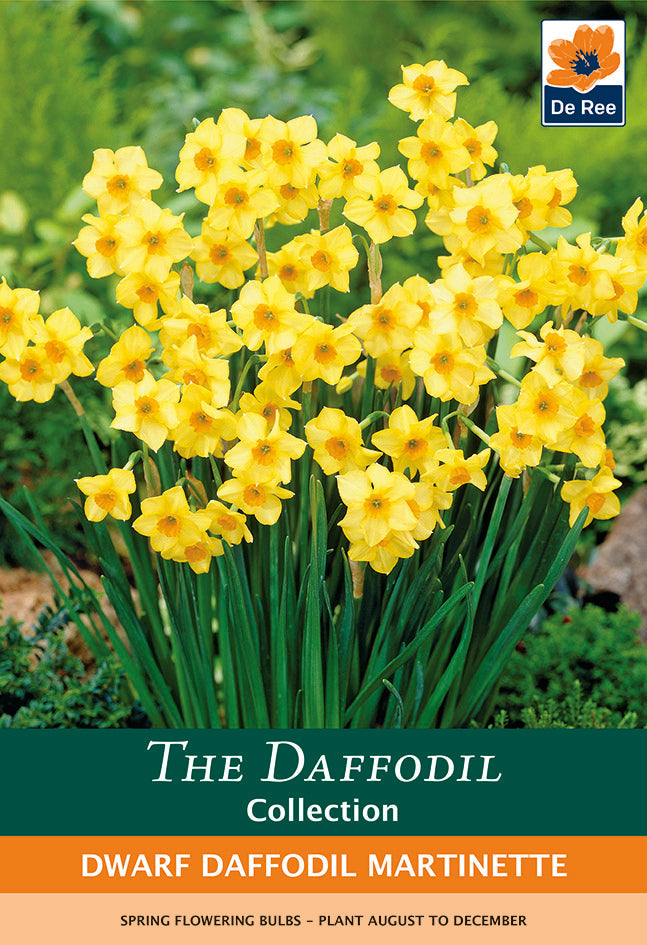 Dwarf Daffodil 'Martinette' (7 Bulbs)