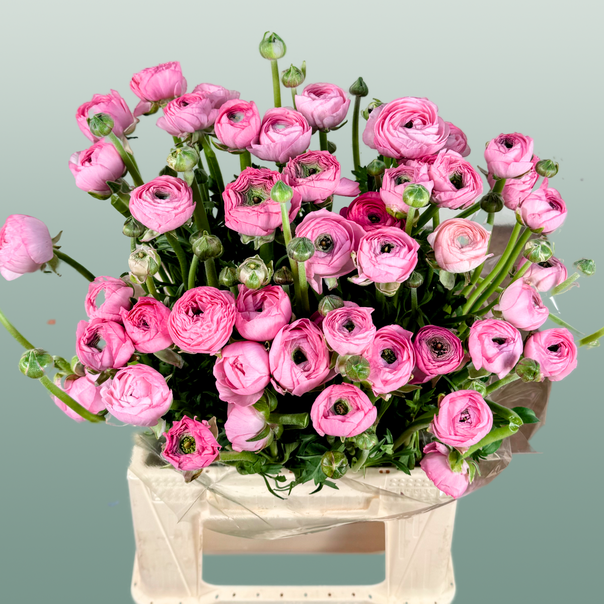 Ranunculus Elegance Pink Ex