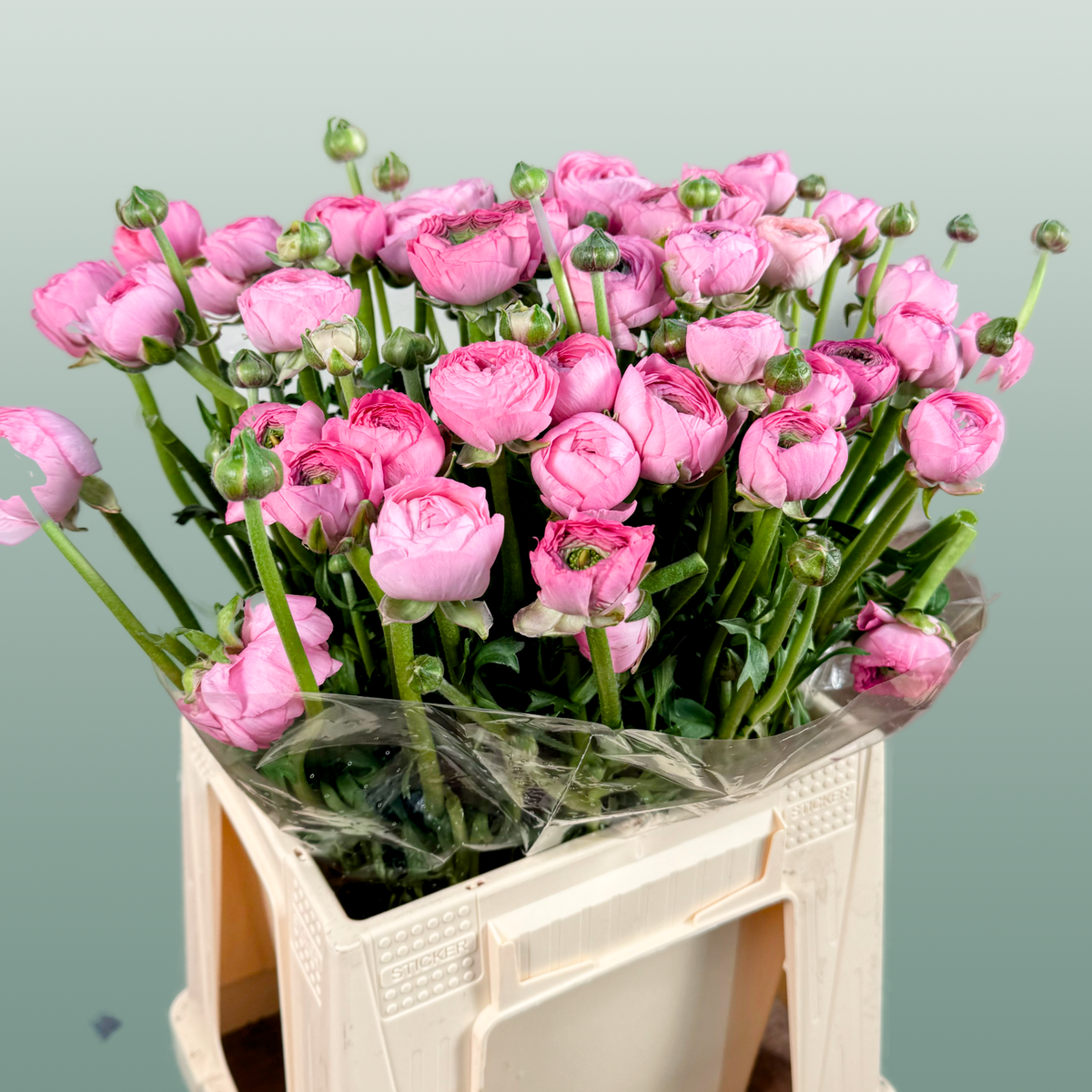 Ranunculus Elegance Pink Ex