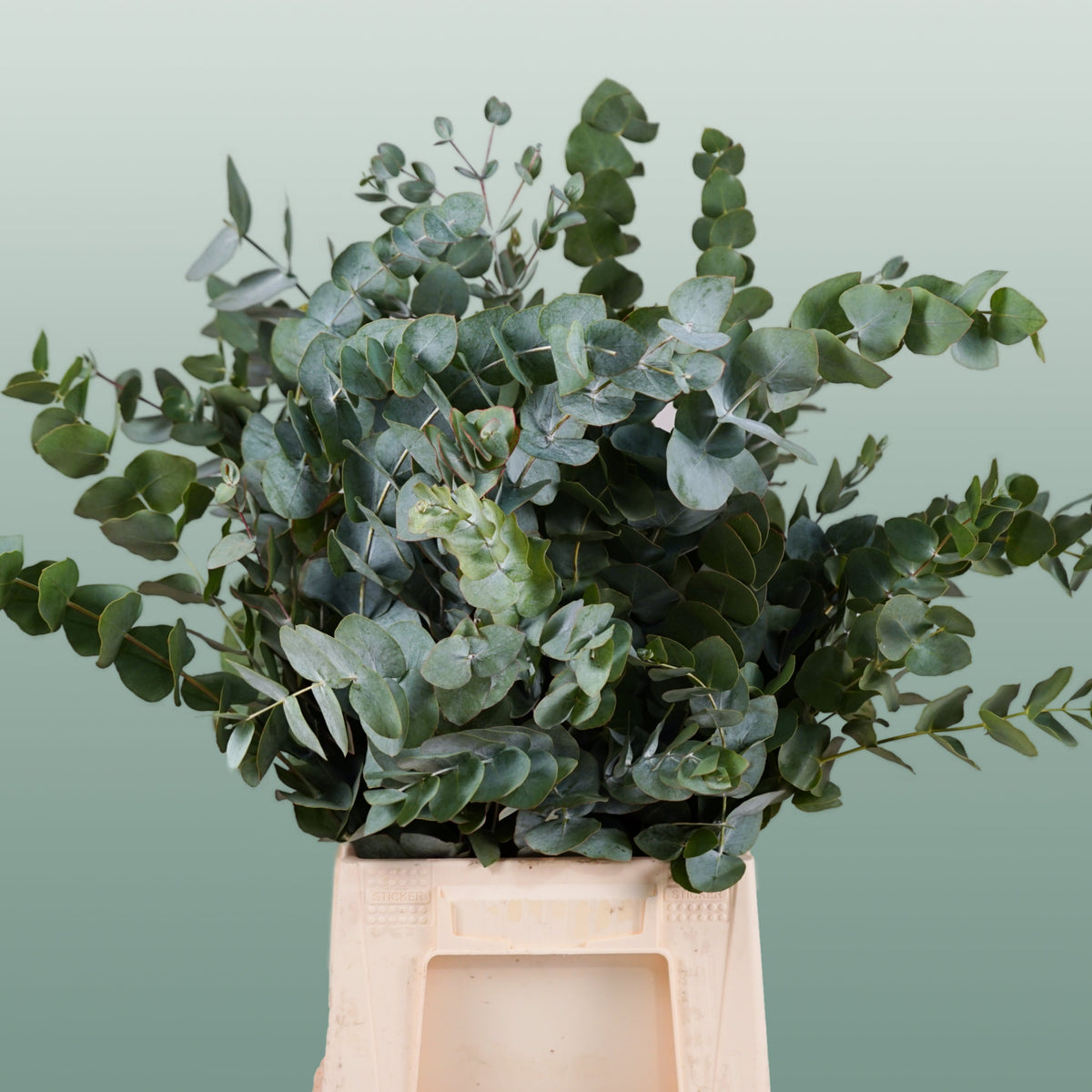 Eucalyptus Cinerea
