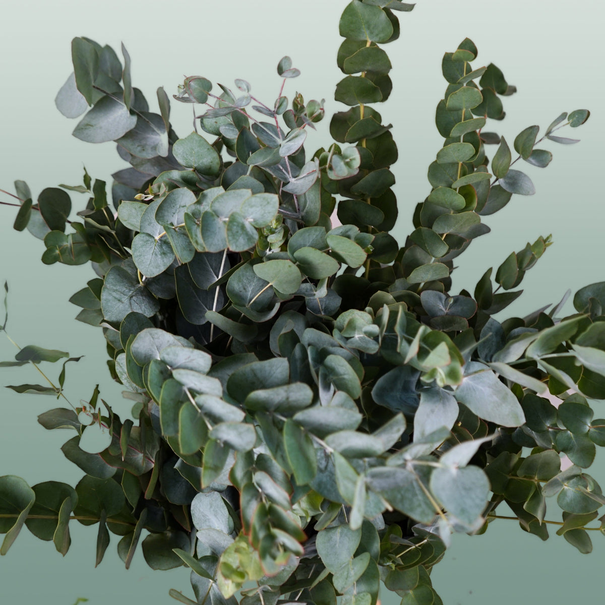 Eucalyptus Cinerea