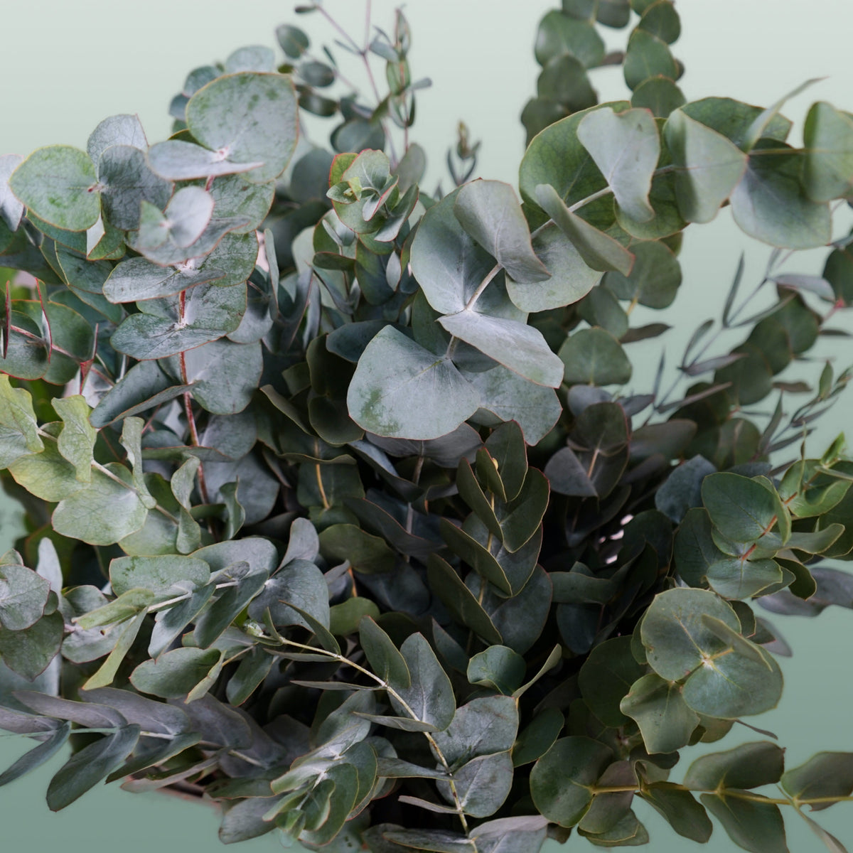 Eucalyptus Cinerea