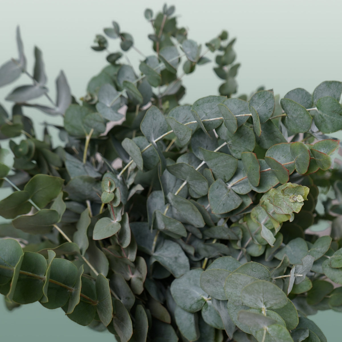 Eucalyptus Cinerea