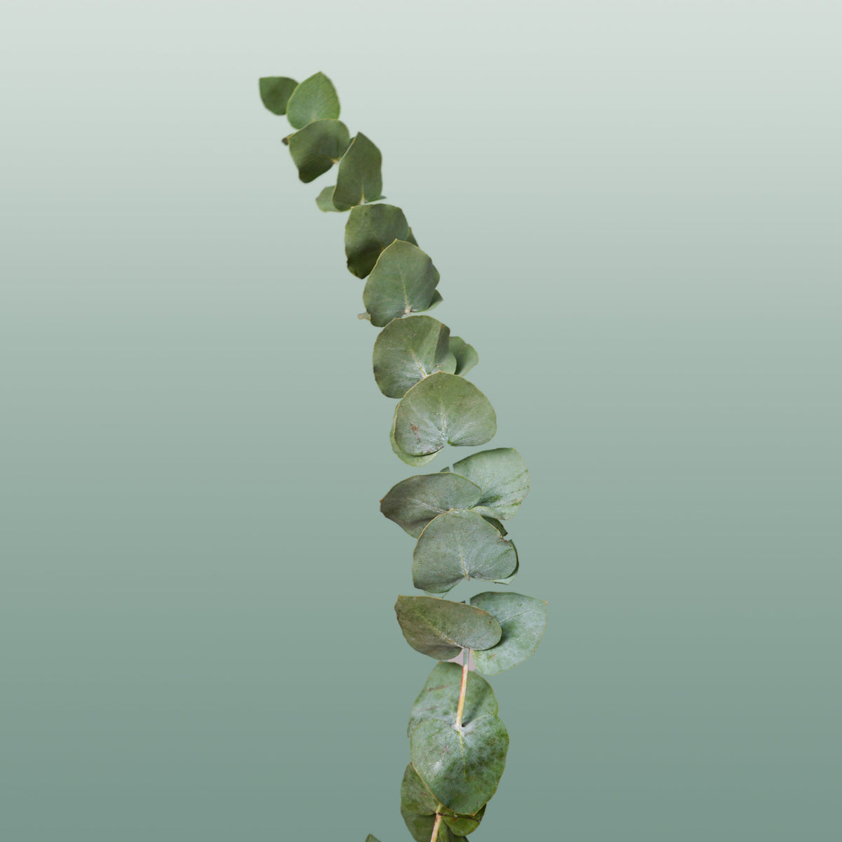 Eucalyptus Cinerea