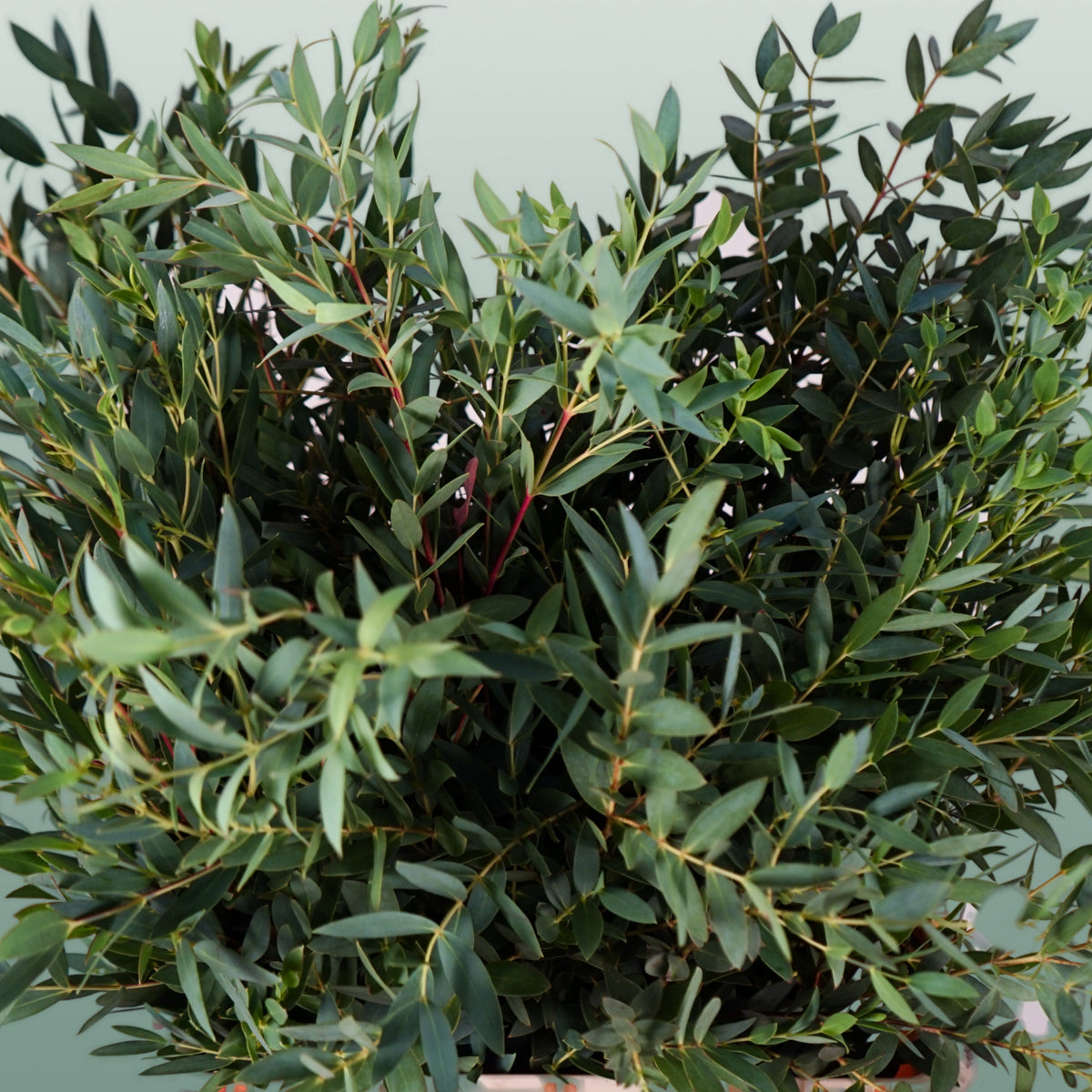 Eucalyptus - Eucalyptus - Parvula per bos