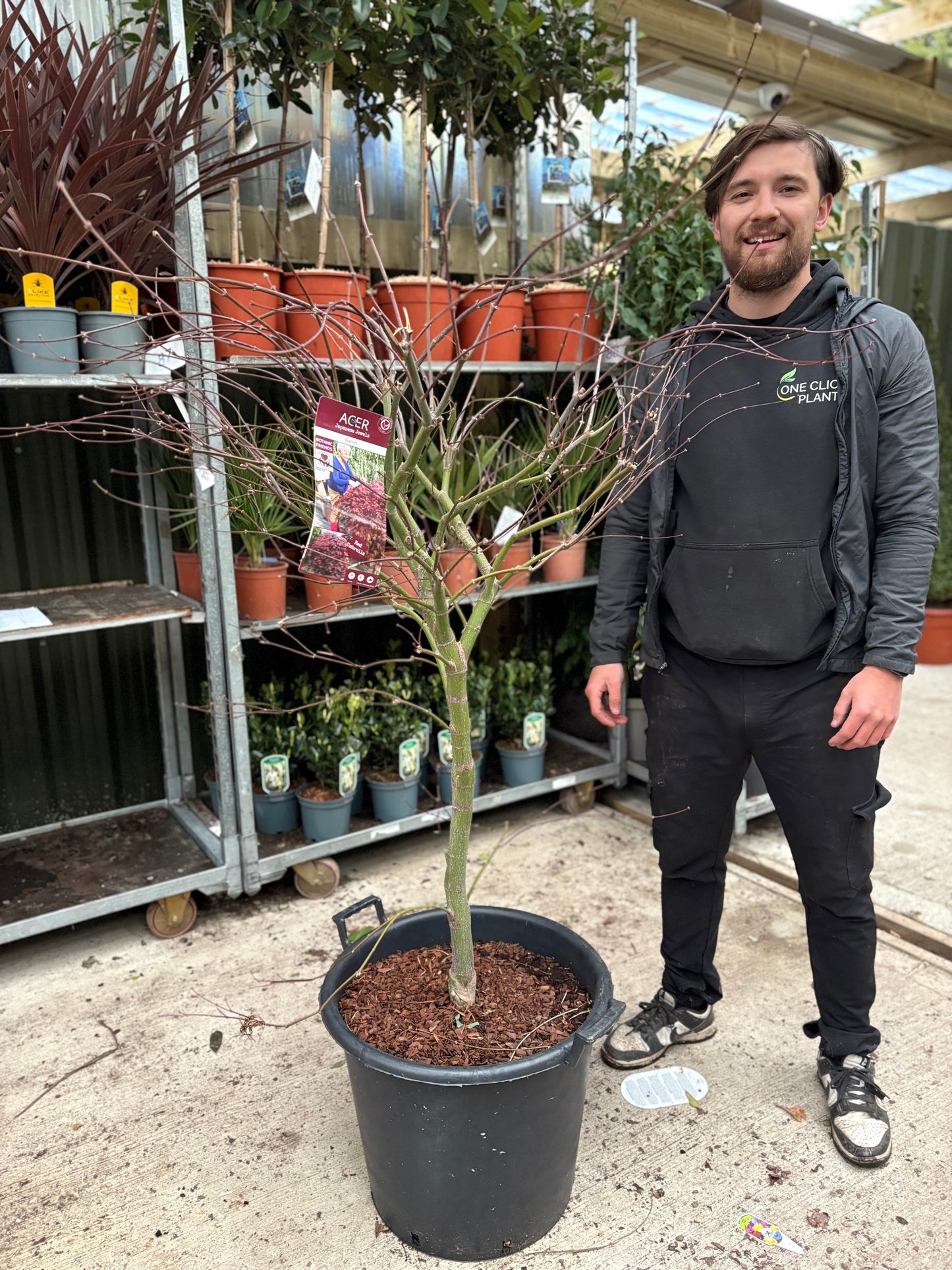 Acer palmatum Garnet 3L-235L