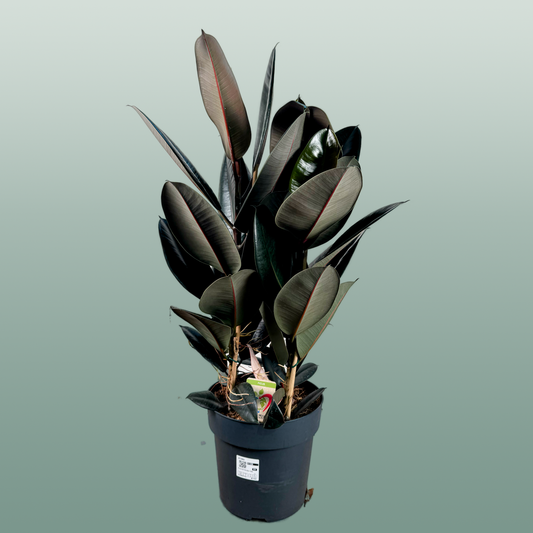 Ficus El Abidjan 3pp