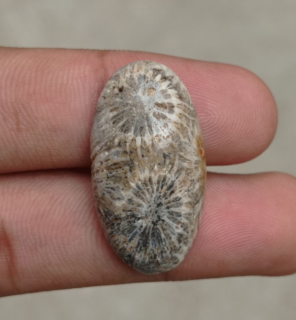 Natural Chrysanthemum Gemstone aka Agatized Coral Cabochon - 30x21x7mm