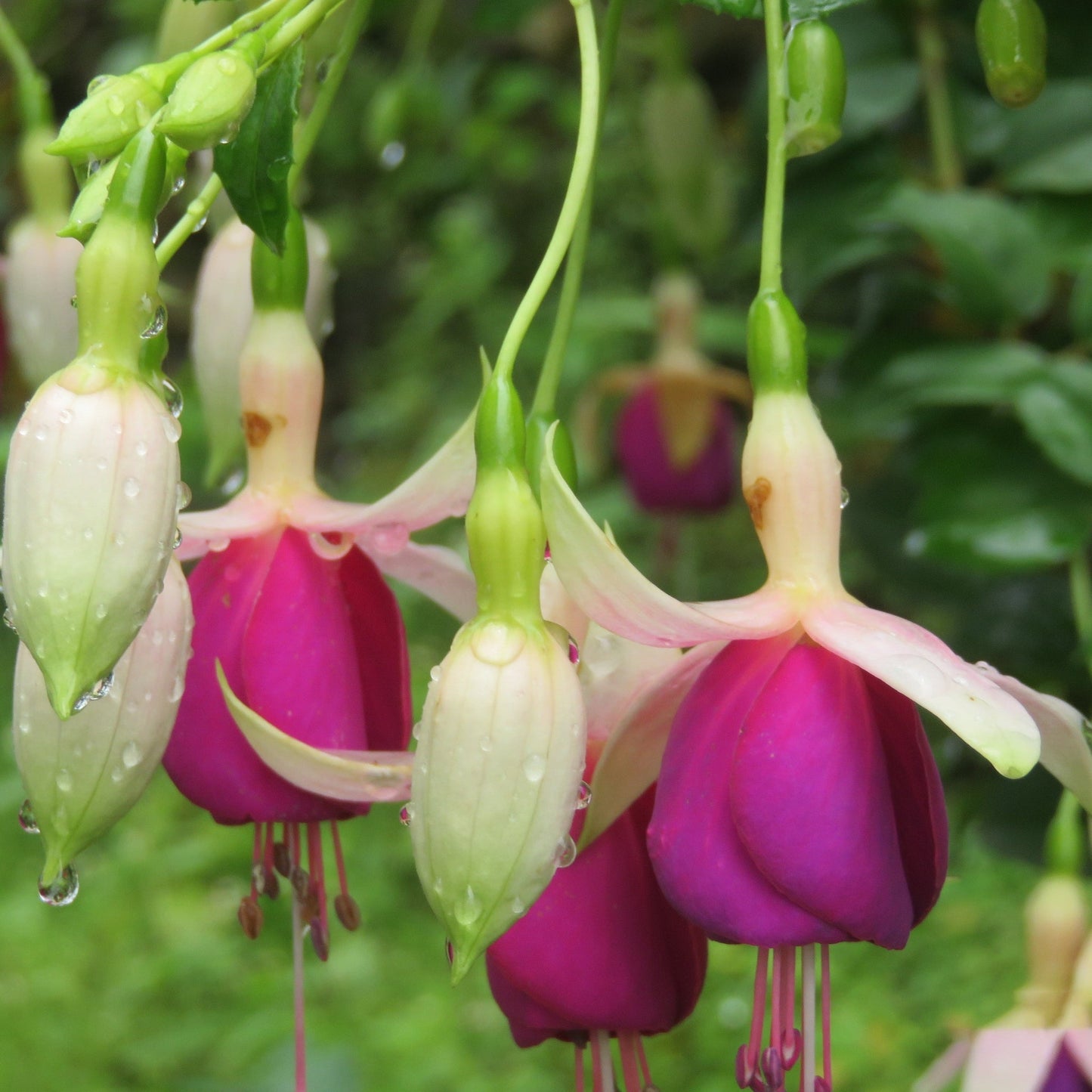 Hardy Fuchsia 'Delta's Sarah' 9cm / 2L