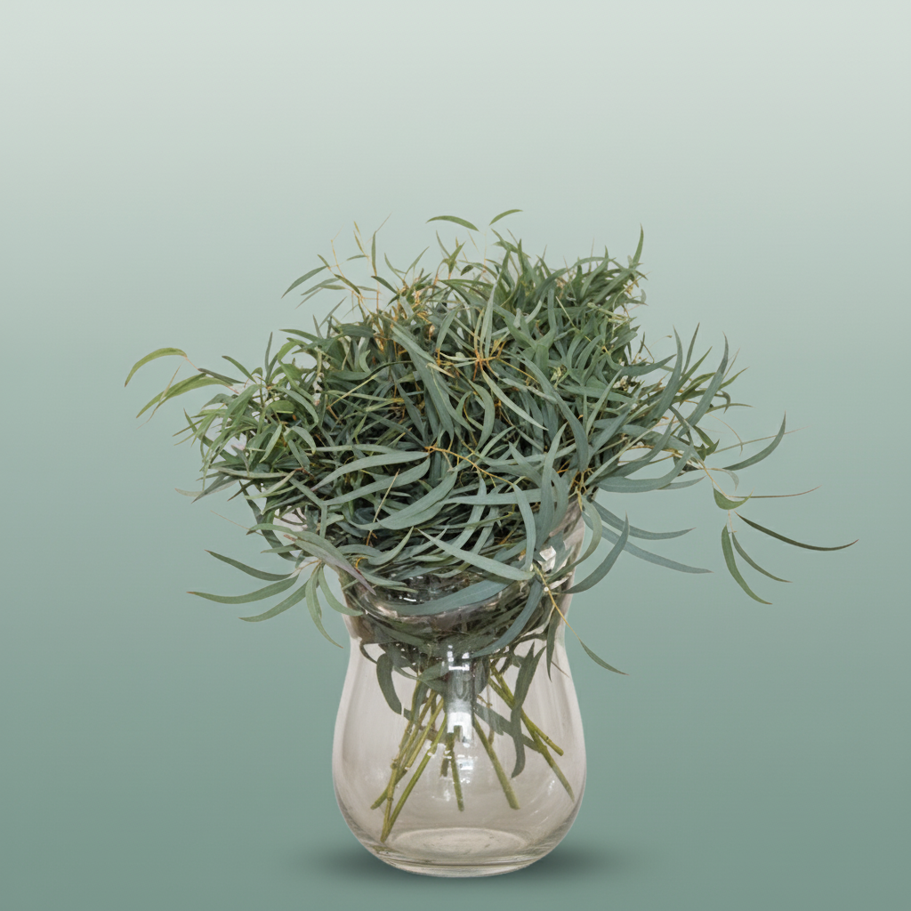 Eucalyptus Nicollii