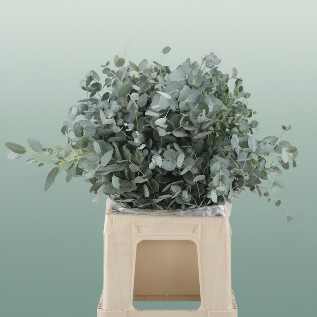 Eucalyptus - Eucalyptus - gunnii
