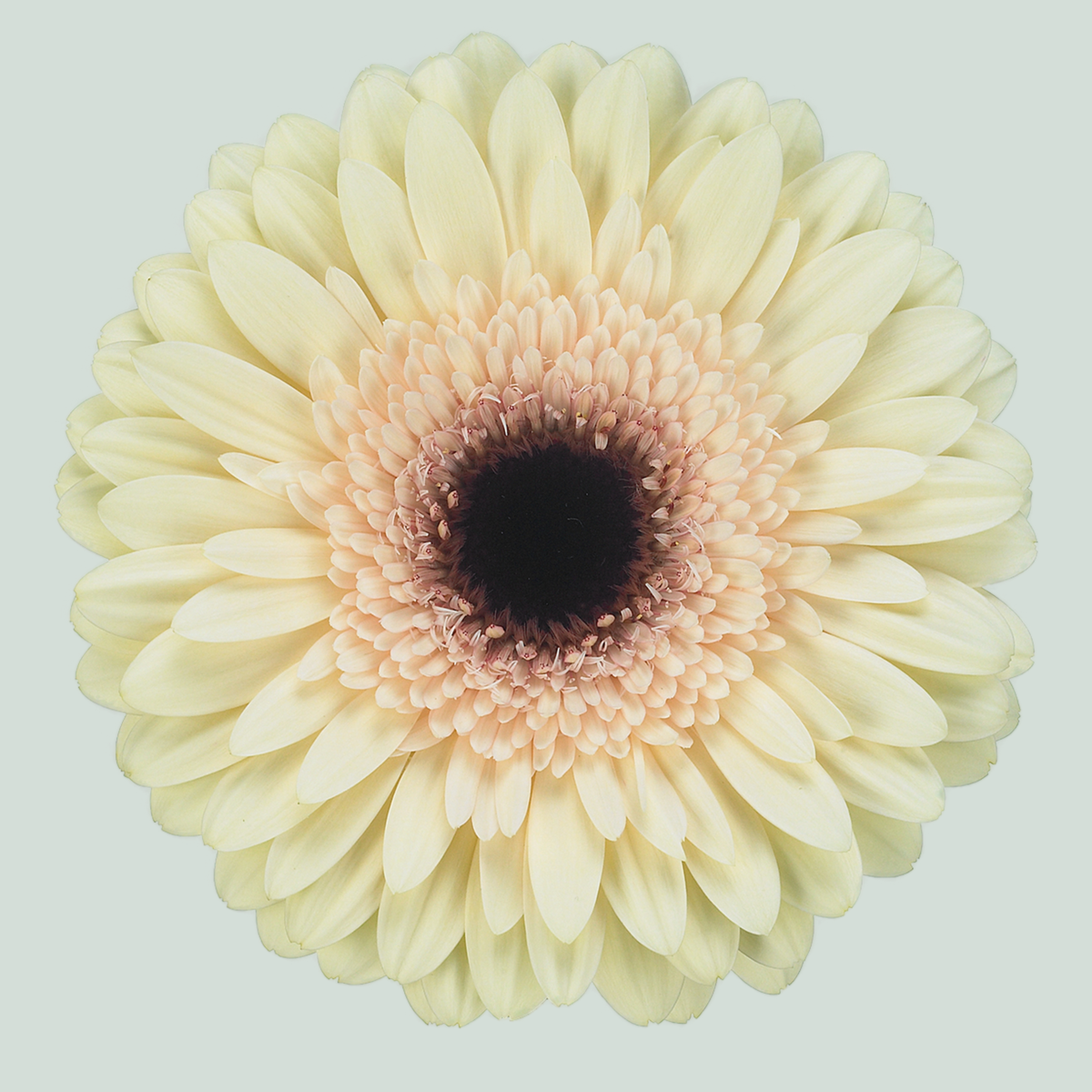 Gerbera Eclair (15 Stems)