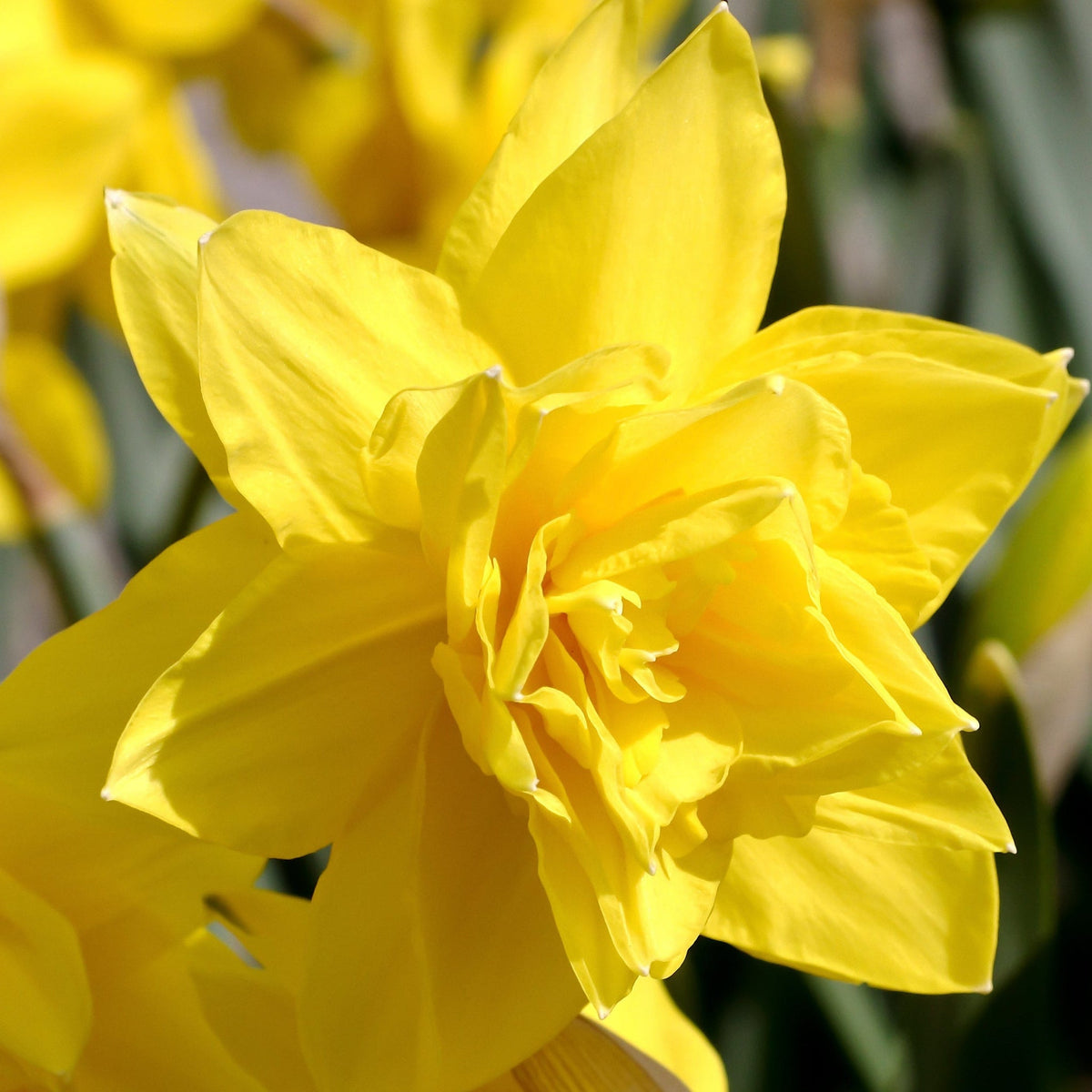 Daffodil 'Golden Ducat' (5 Bulbs)